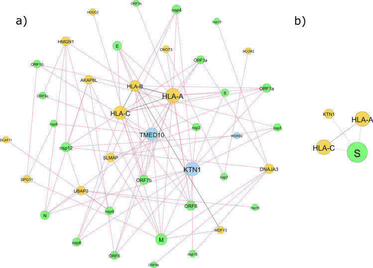 Immune response stability to the SARS-CoV-2 mRNA vaccine booster is influenced by differential splicing of HLA genes